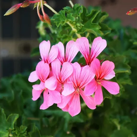 לינה וארוחת בוקר Da Gio' 3*