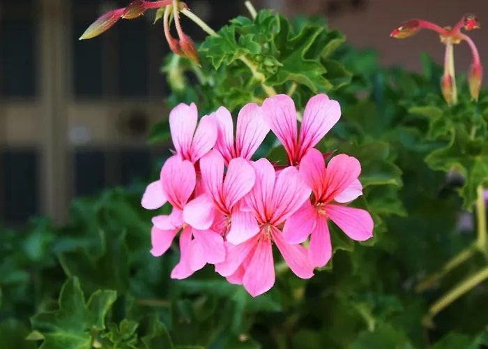 Couette-café Da Gio' 3*